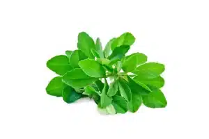 fenugreek plant